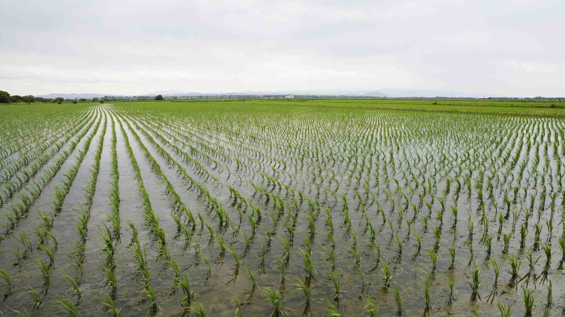 Immagine di La Vittoria del riso: la ricerca genetica ricomincia da tre (campi)