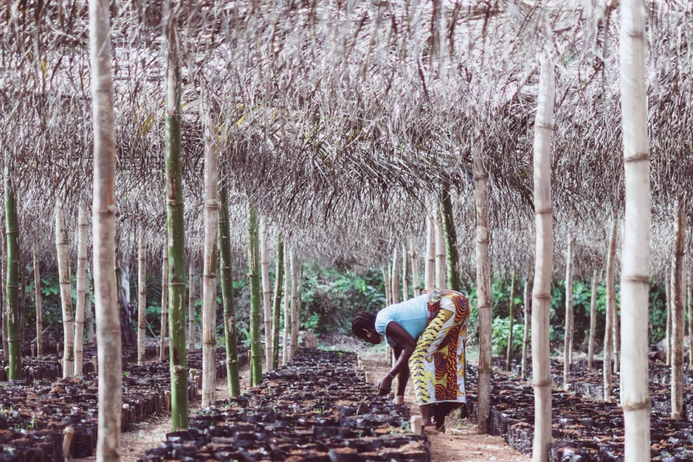 Coltivazioni di cacao in Costa d'Avorio (Nestlè via flickr https://flic.kr/p/DtsqgW)