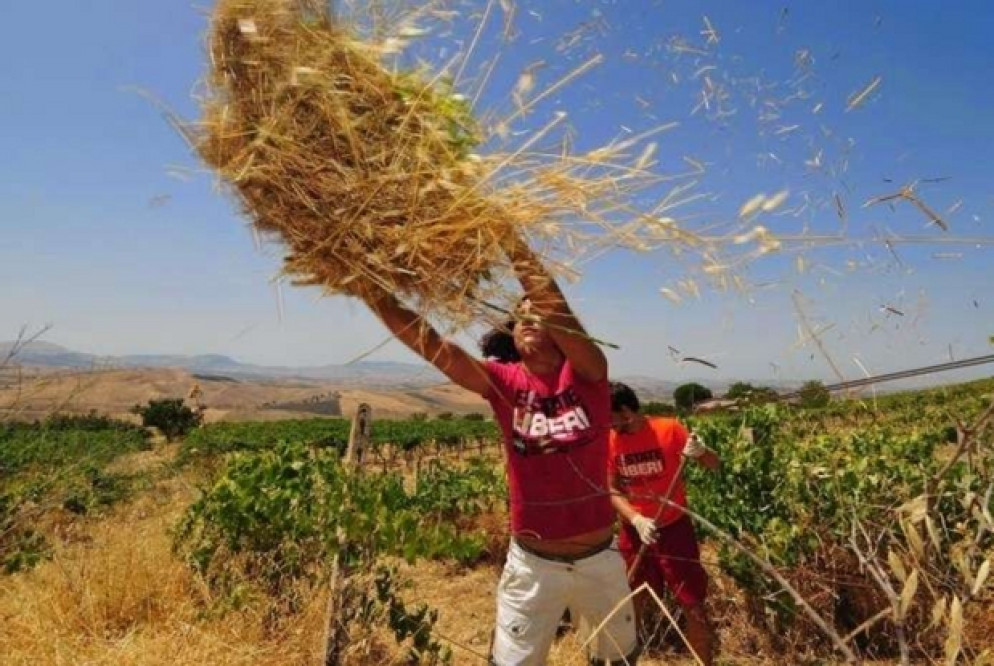 Giovani al lavoro nei campi gestiti dalla cooperativa Pietra di Scarto a Cerignola