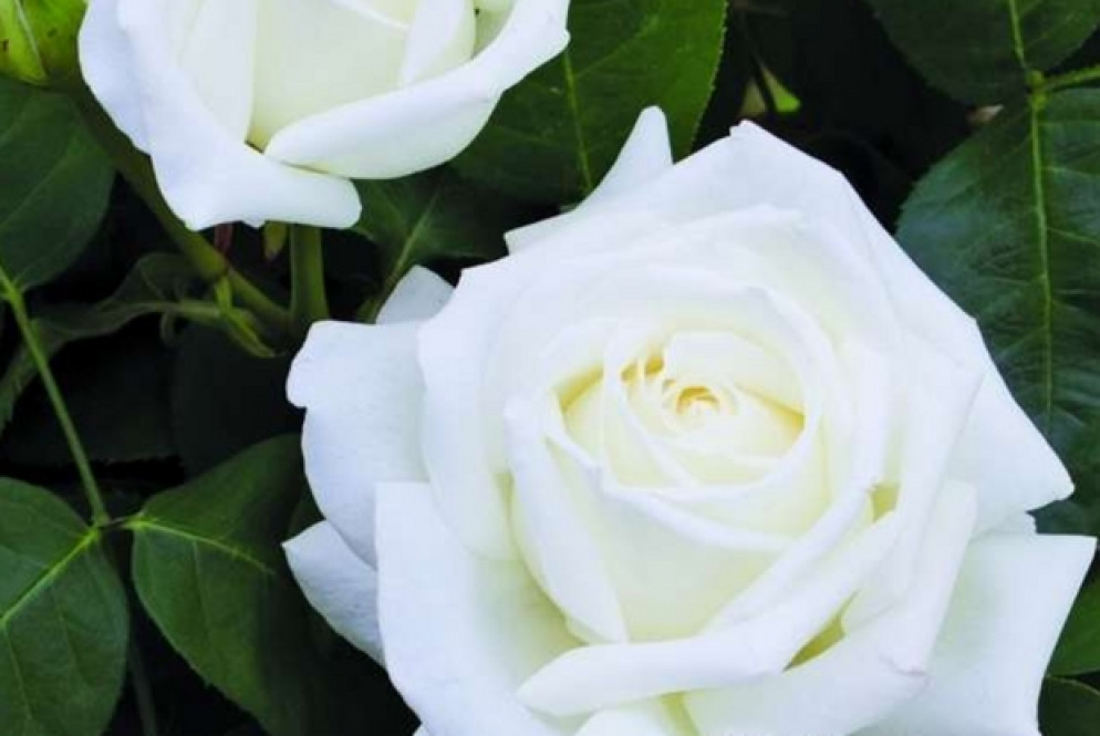 La rosa Giovanni Paolo II
