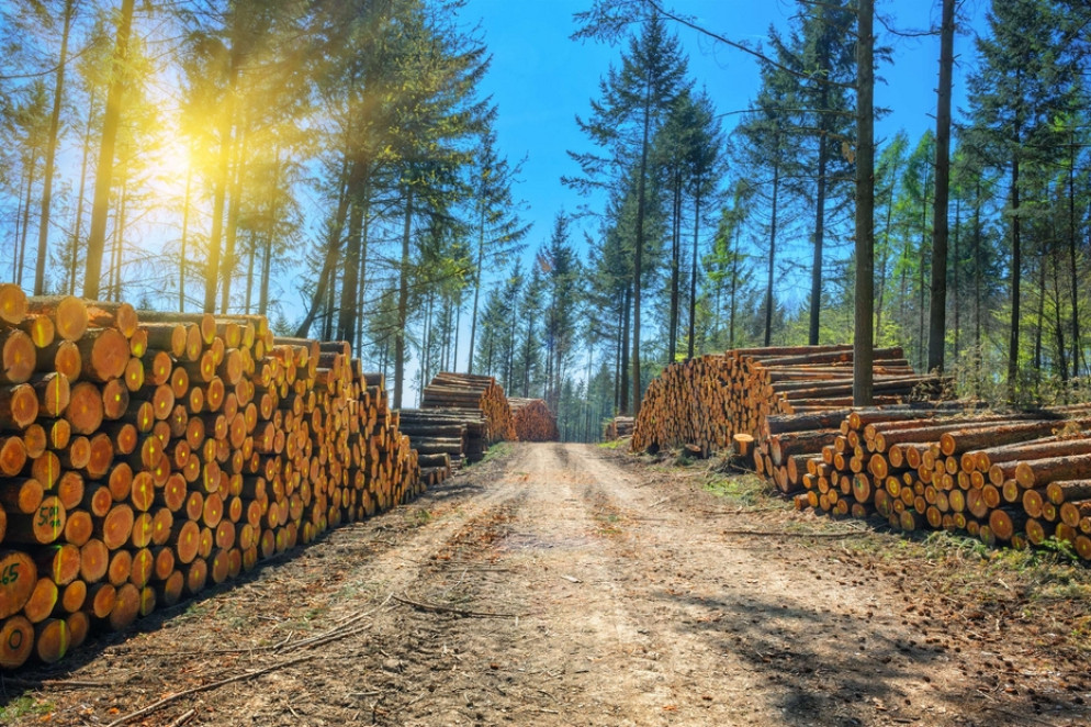 Cataste di tronchi appena tagliati - Tir Europe