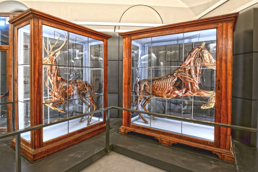 Statue miologiche di cavallo e cervo: pezzi storici realizzati a fini didattici alla fine del Settecento da Giambattista Volpi (1752-1821), primo anatomico della Scuola Veterinaria di Milano, per il Museo anatomico dell'Università di Pavia. Giambattista Volpi, esposti a Kosmos, il Museo di storia naturale di Pavia