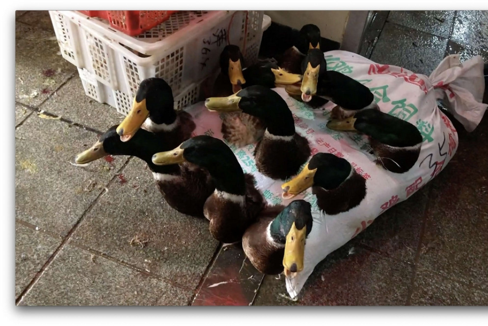 Anatre vive nei wet market cinesi, immobilizzate nei sacchetti anche per intere settimane - Courtesy of Animal Equality