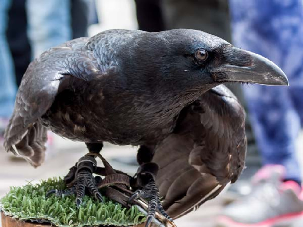 Un corvo imperiale