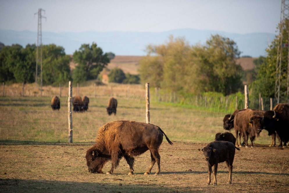 Nell'alleavamento gli animali crescono liberi, mangiano l'erba del pascolo e fieno raccolto nella zona - Alberto Vissani