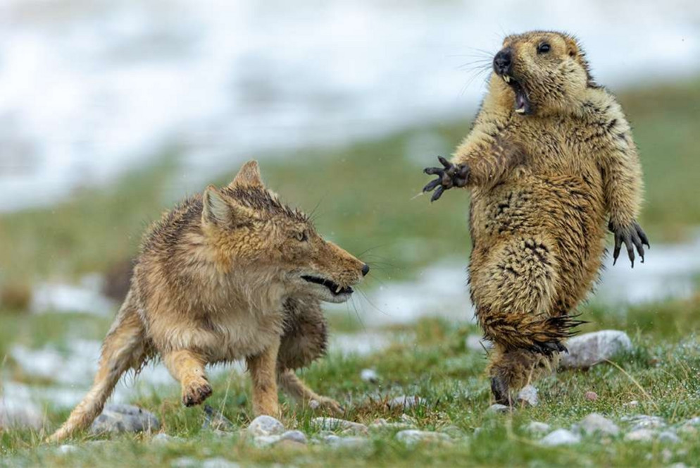 Lo scatto con cui Yongqing Bao ha vinto il premio “Wildlife Photographer of the Year 2019”