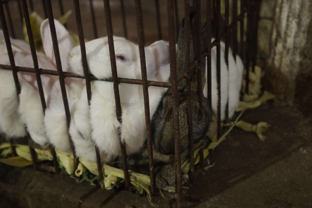 Conigli ammassati nelle gabbie nei wet market cinesi: quelli ancora vivi accanto a quelli agonizzanti o già morti - Courtesy of Animal Equality