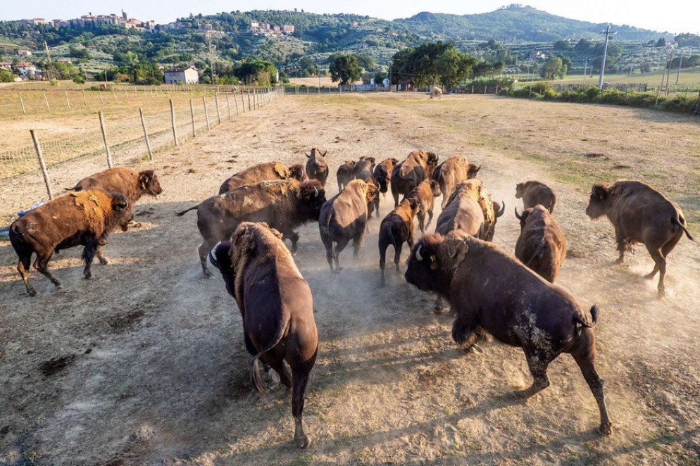 Oltre alla carne, del bisonte si usano le osse per fare oggetti, le pelli e anche la lana - Alberto Vissani