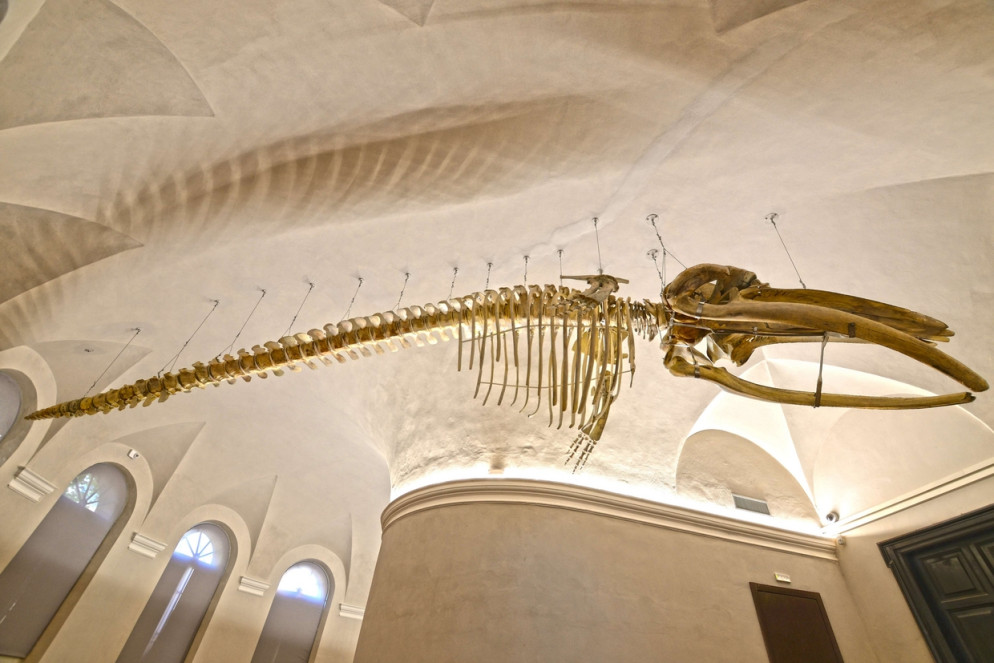 Uno scheletro di balenottera appeso alle volte di Kosmos, il Museo di storia naturale di Pavia