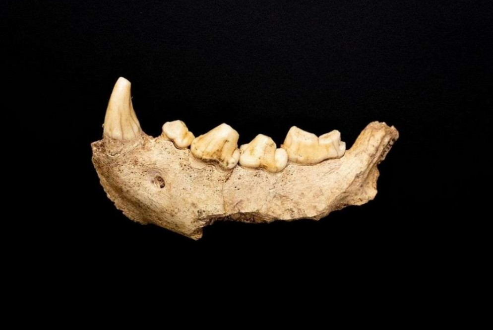 Un frammento di mandibola ritrovato nella Grotta Guattari al Circeo - Mic/Ansa