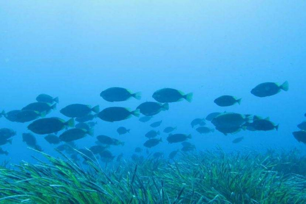 Pesce coniglio (foto Ernesto Azzurro)