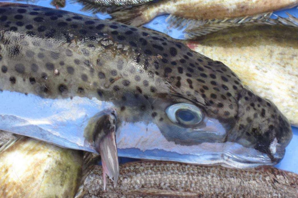Pesce palla maculato (foto Ernesto Azzurro)