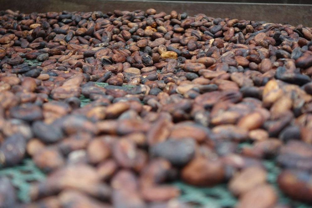 Semi di cacao - WikiCommons