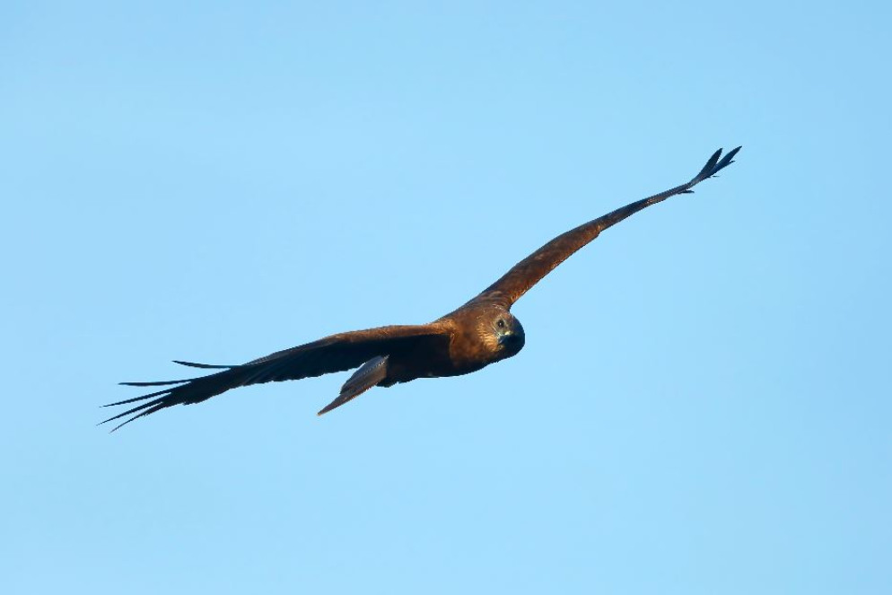 Falco di palude - Salvatore Sepe