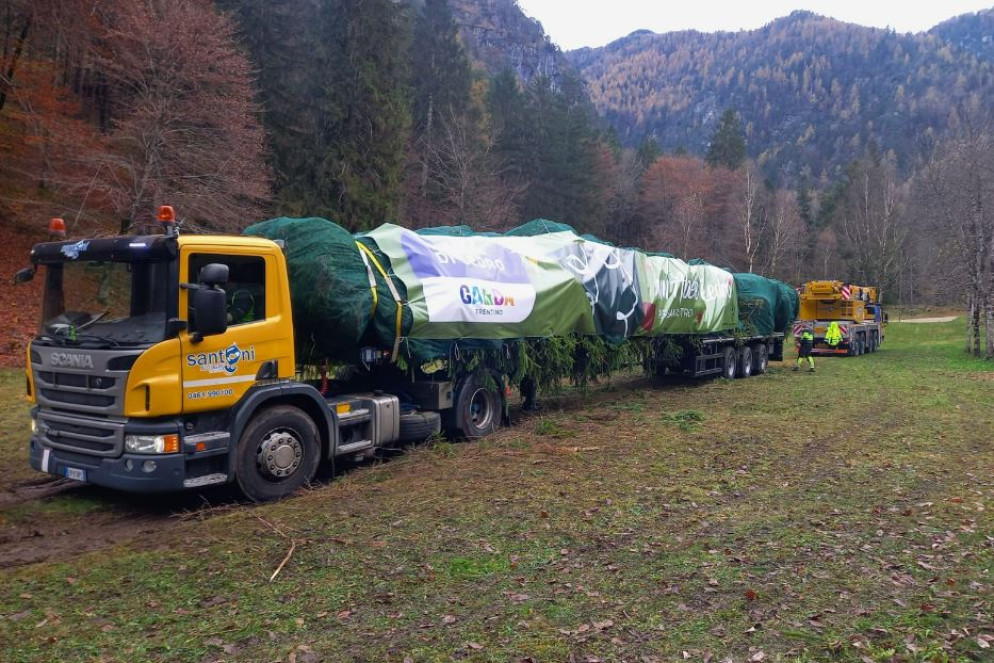 L'abete imbragato e pronto alla partenza sul tir speciale - .