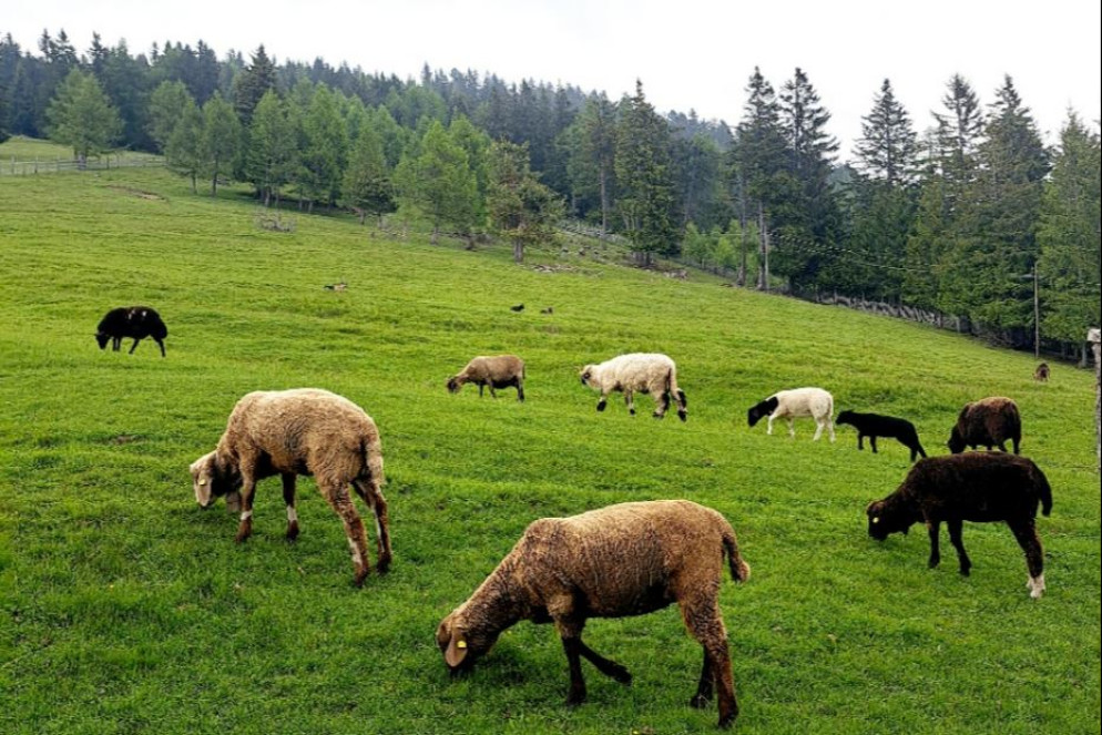 Animali al pascolo attorno alla malga di Gampl - G.Matarazzo