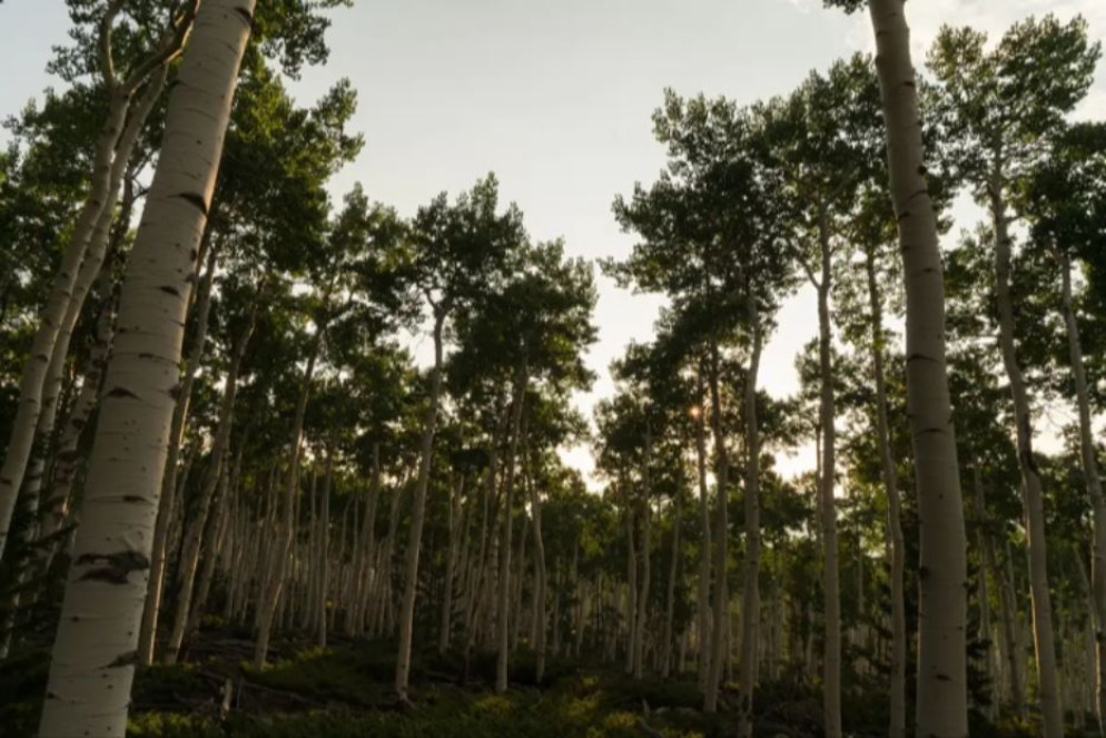 Pando è sopravvissuto alle malattie, alla caccia e alla colonizzazione. Sopravviverà alle minacce di oggi? - Lance Oditt/Friends of Pando