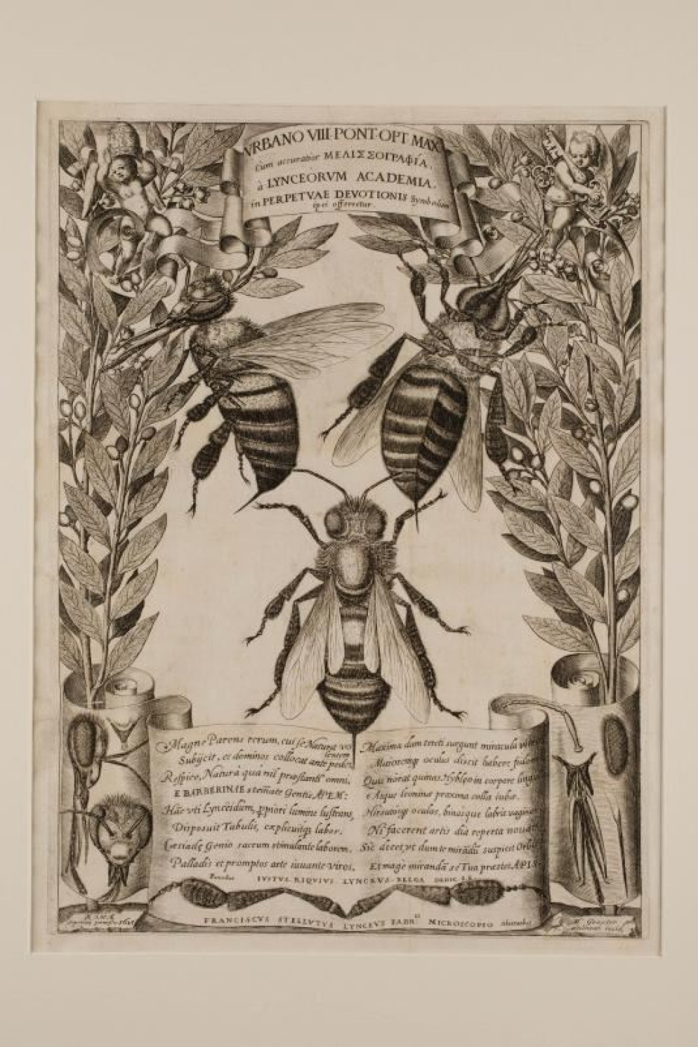Matthäus Greuter “Melissographia” Roma, 1625 - Naomi Wenger