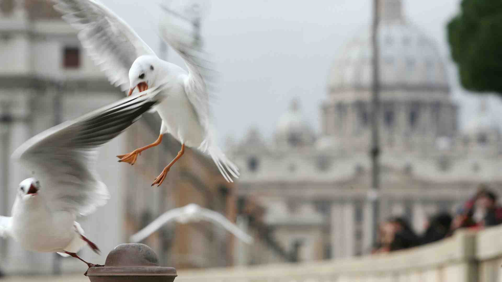 Immagine di Perché occorre liberalizzare la caccia ai gabbiani