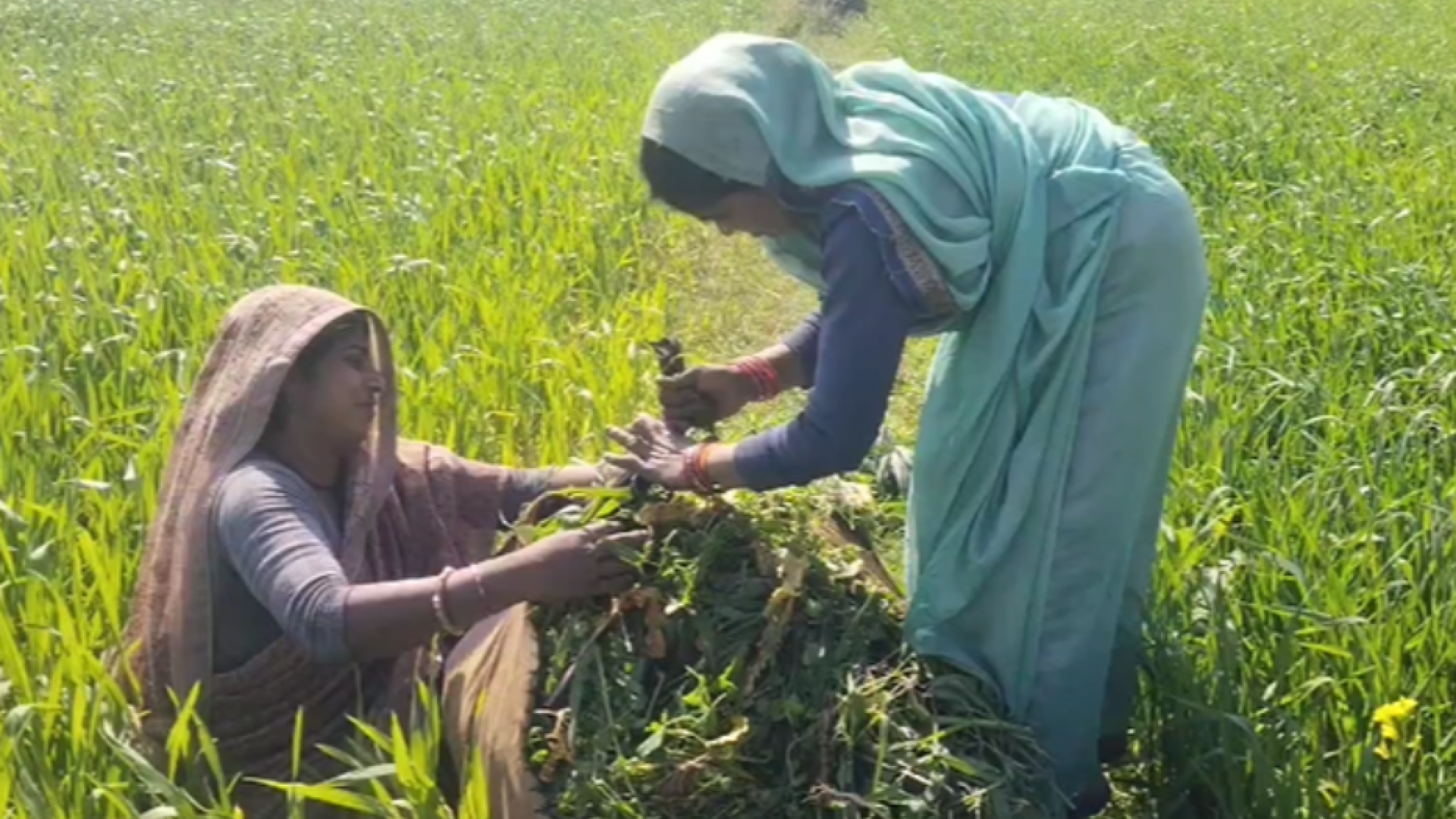 Immagine di Sfruttate e invisibili: le contadine senza terra dell'India