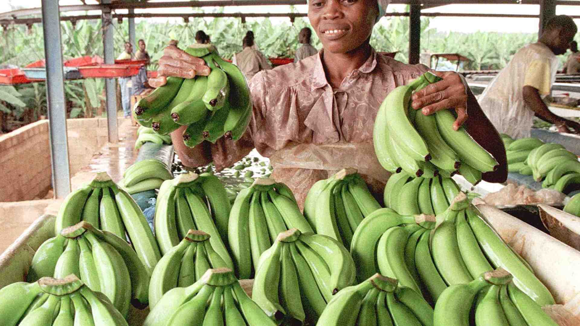 Immagine di Chiquita lascia Panama: licenziati gli ultimi lavoratori
