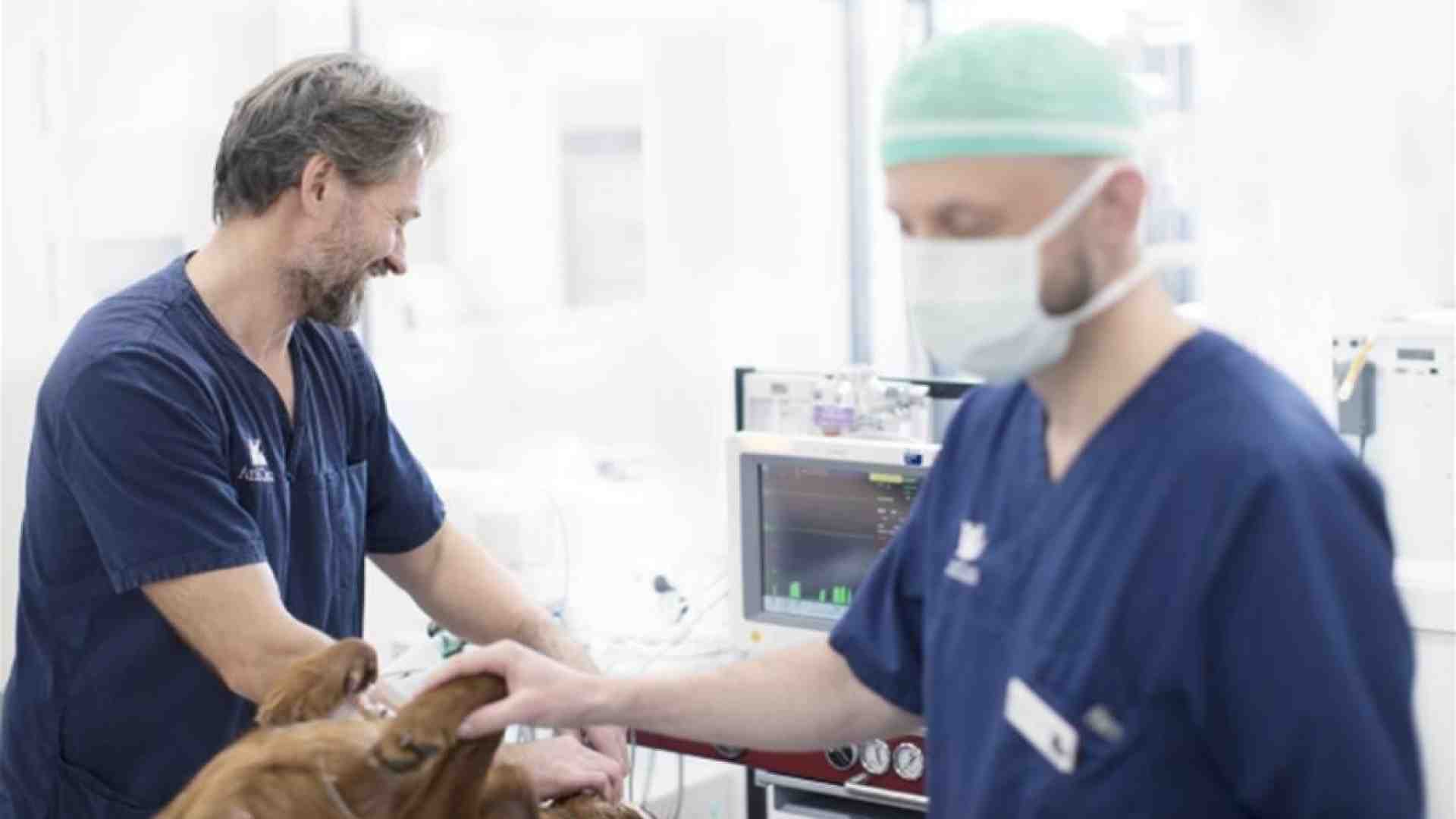 Immagine di Tecnici veterinari, sono oltre 5mila in Italia
