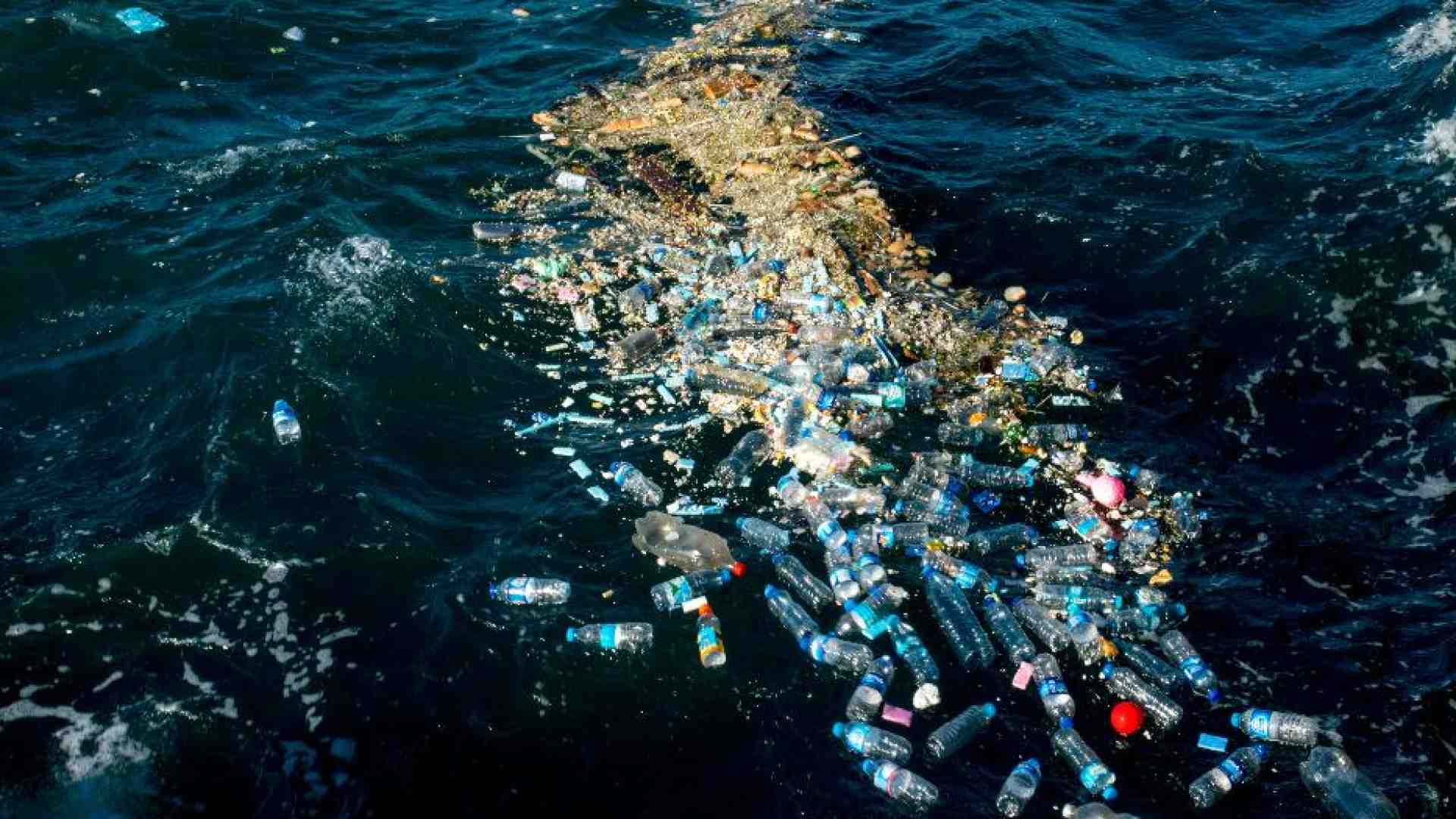 Immagine di Le microplastiche sono nelle arterie. E si curano con un batterio