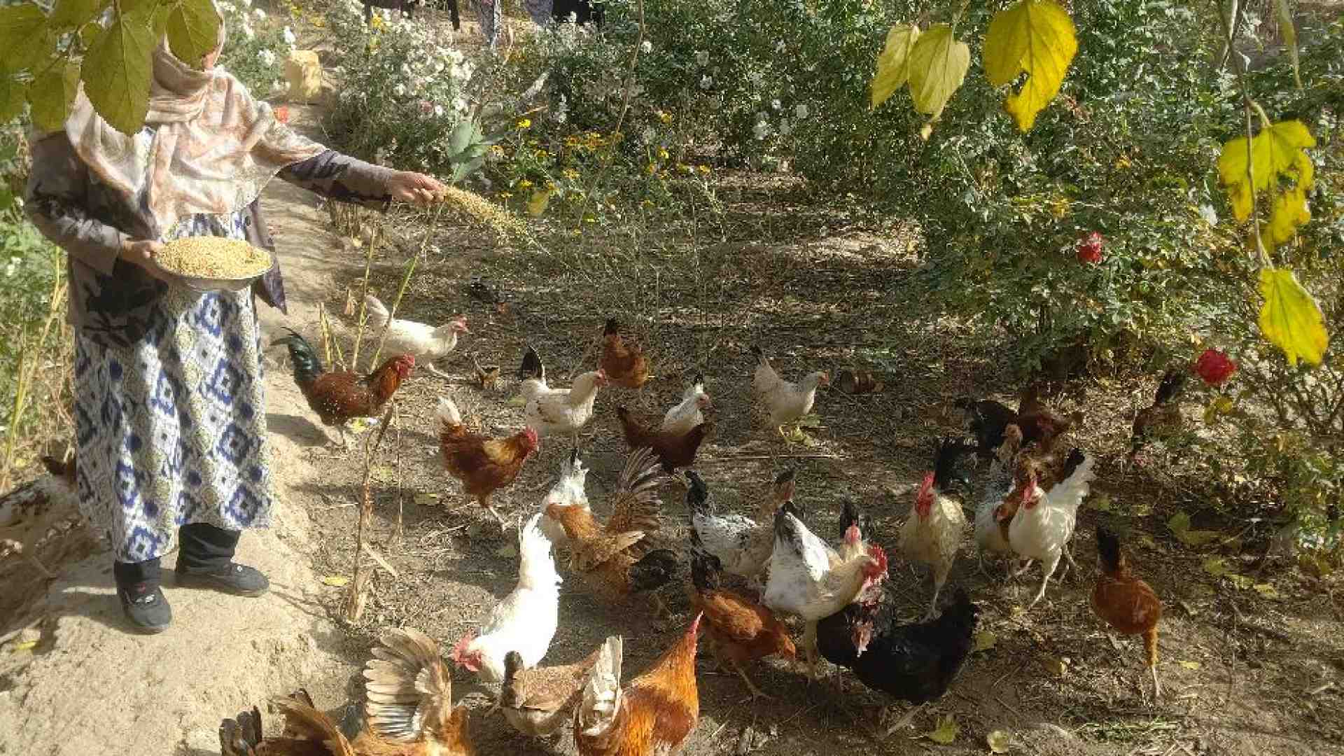 Immagine di Da dirigenti ad allevatrici di polli: la dignità delle lavoratrici afghane