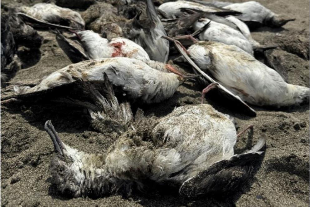 Gli uccelli marini restano impigliati nelle reti da pesca e affogano - foto Andrea Benvenuti