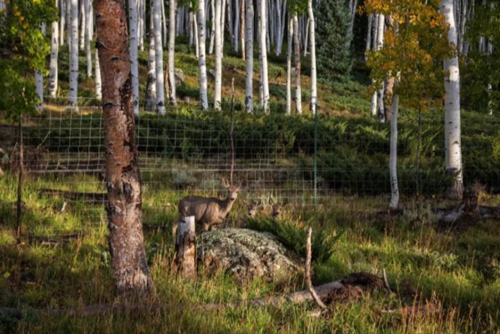 Cervi che mangiano germogli di Pando - Lance Oditt/Friends of Pando