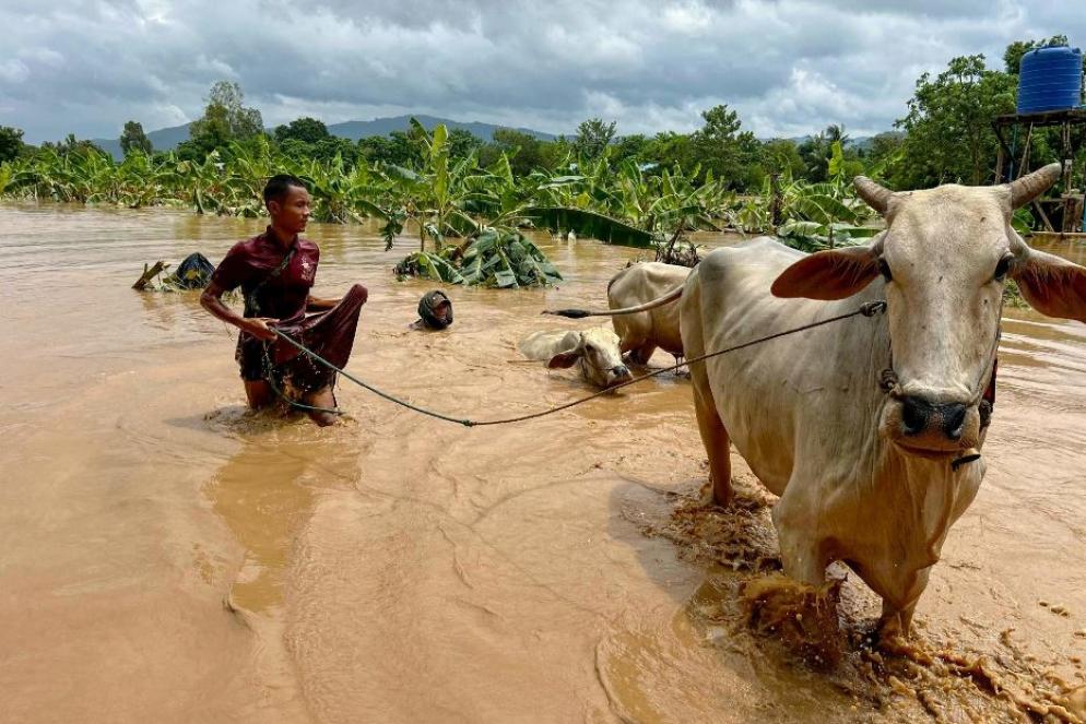 Due uomini cercano di portare in salvo il testiame nel villaggio allagato di Sin Thay vicino a Pyinmana nella regione di Naypyidaw - Ansa