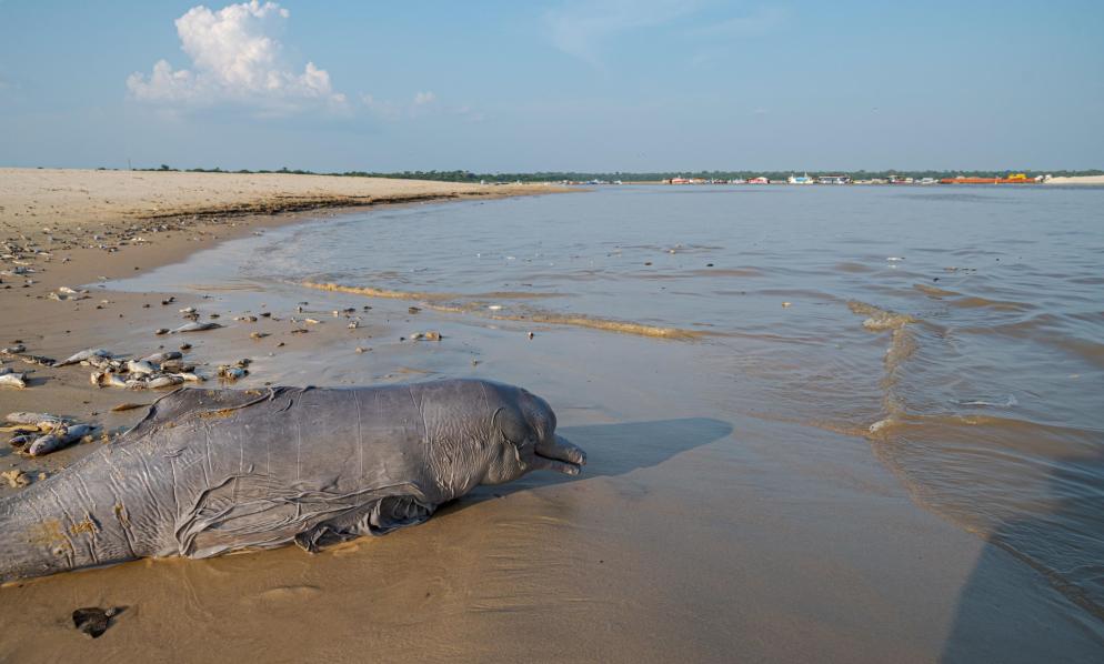 I cadaveri di oltre 125 delfini si sono ammassati sulle rive del lago Tefé - Ansa