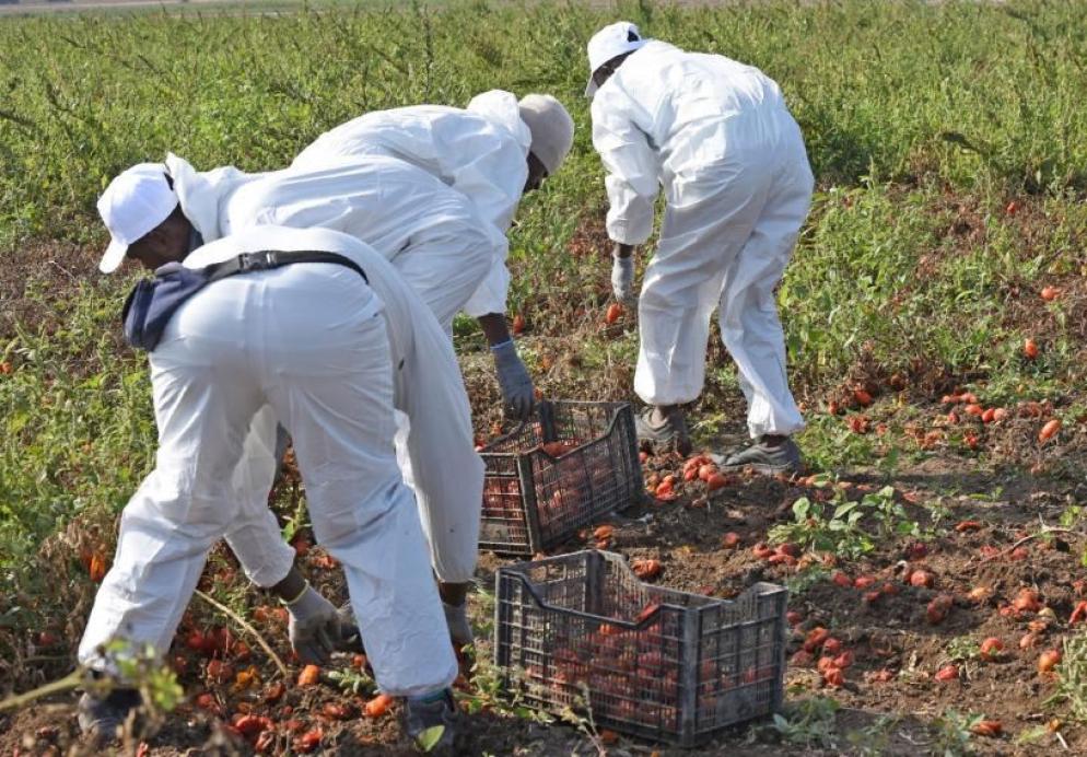 Lavoratori nei campi - Ansa