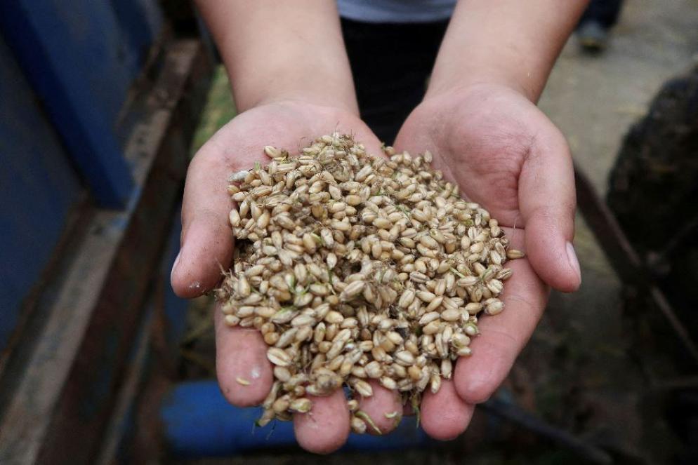 La Cina è il più grande produttore e importatore agricolo al mondo - REUTERS