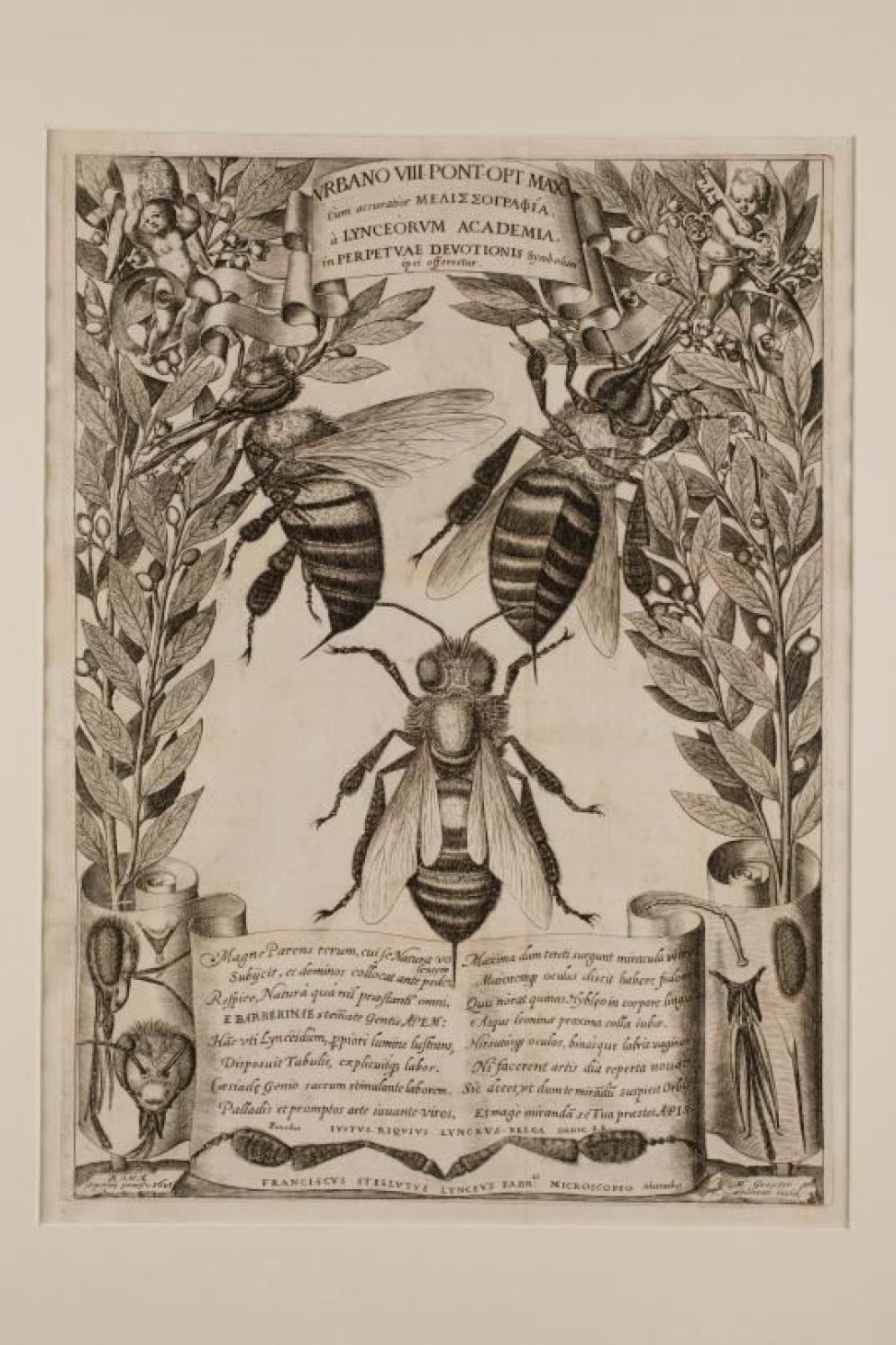 Matthäus Greuter “Melissographia” Roma, 1625 - Naomi Wenger