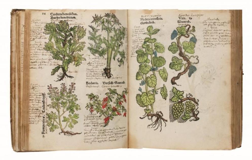 Christian Egenolff, “Herbarum, arborum, fruticum”, 1546 - Naomi Wenger
