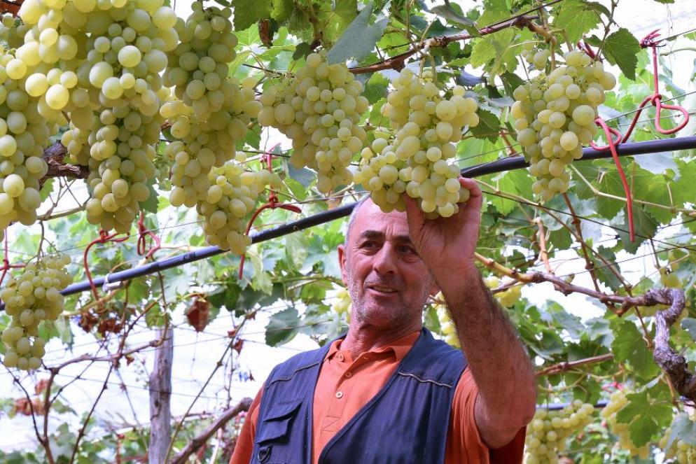 Gli ettari vitati lavorati dalle migliaia di soci delle cooperative sono 152.280 e rappresentano più del 25% del totale dei vigneti in Italia. - IMAGOECONOMICA