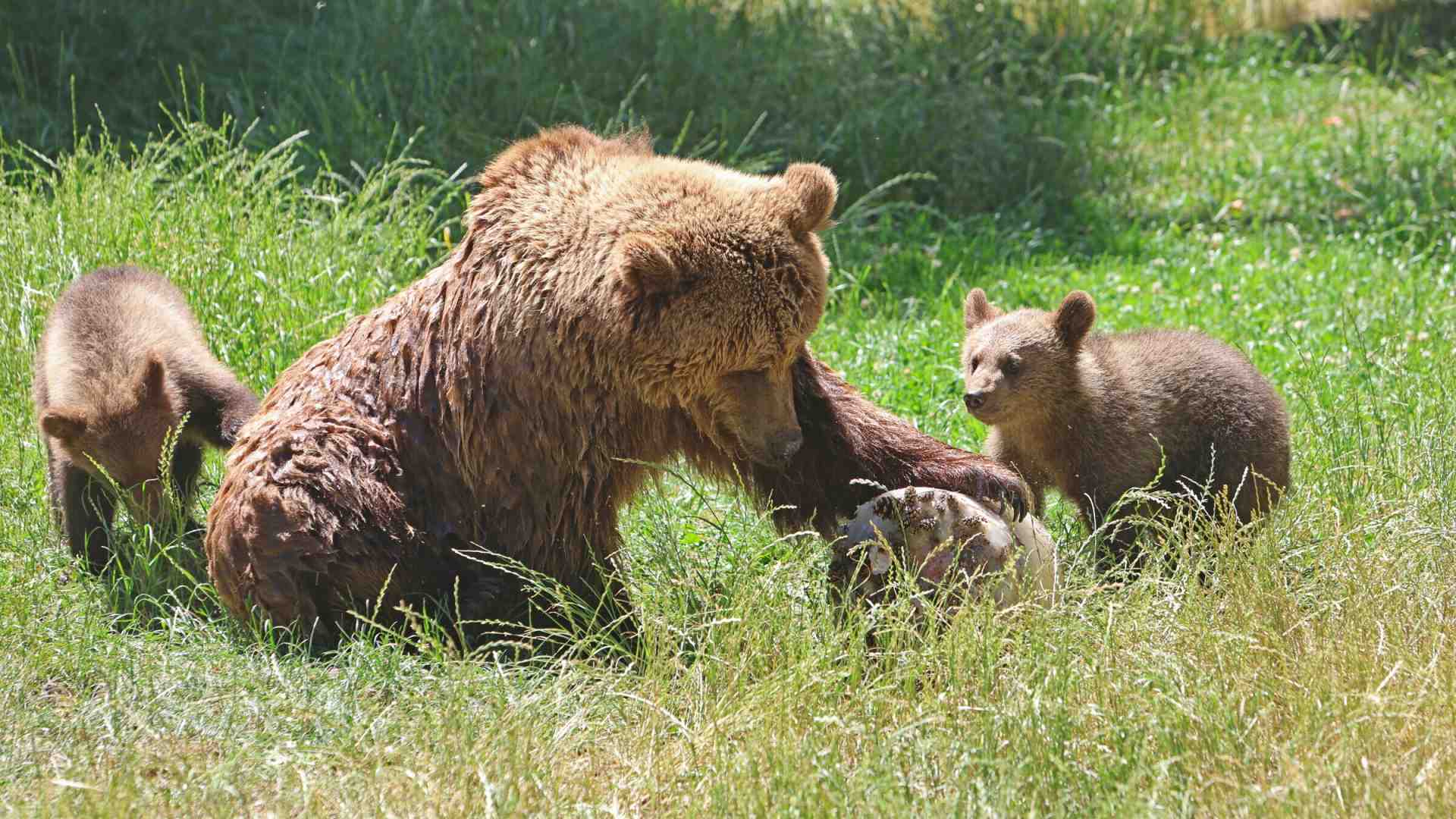 Immagine di Cari animalisti, gli animali non sono buoni o cattivi: sono semplicemente animali