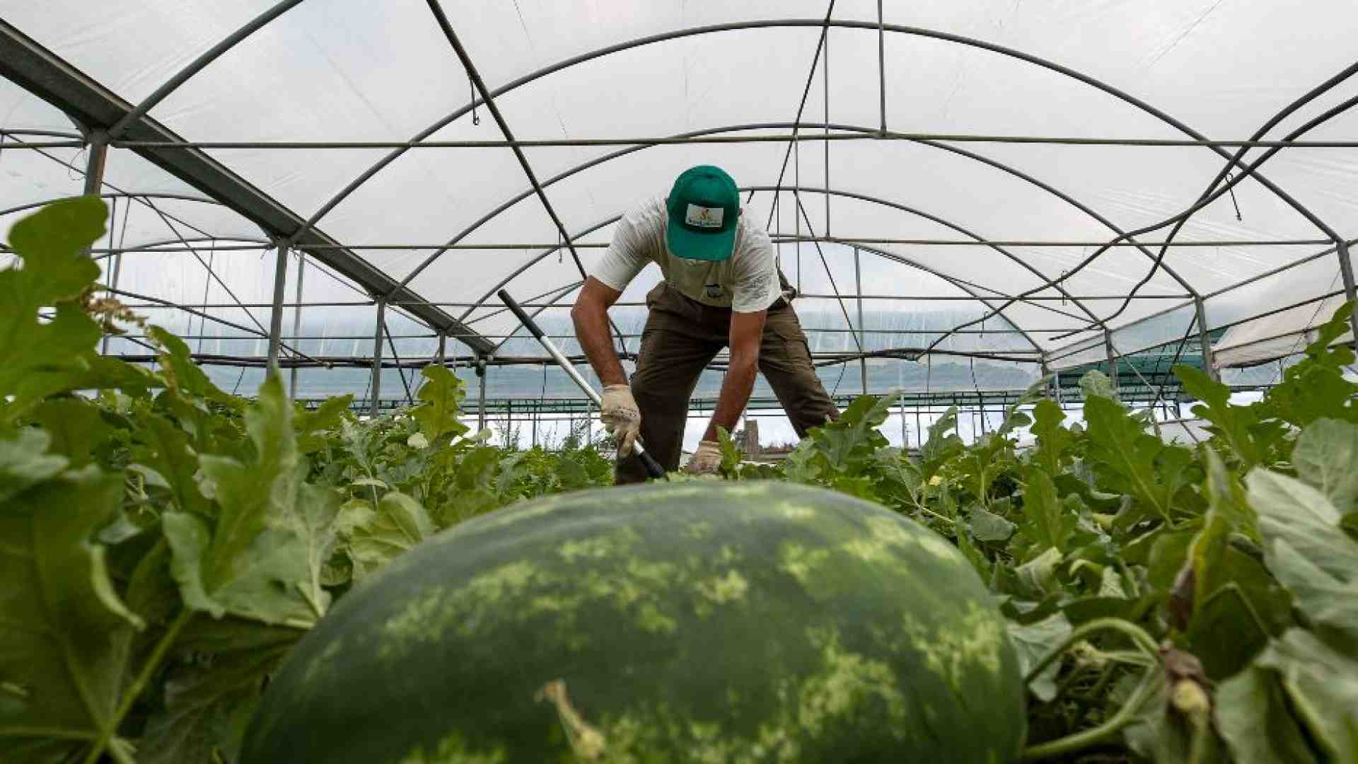 Immagine di Emergenza caldo, se la legge non conta nulla: gli sfruttati ancora nei campi