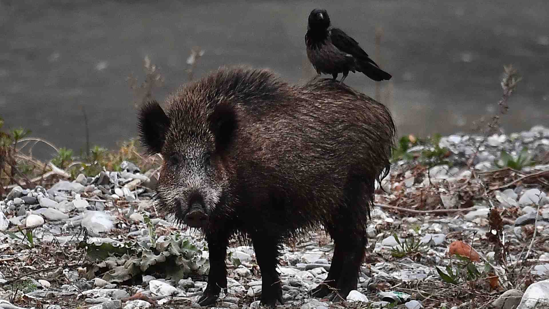 Immagine di La riforma della caccia (con meno limiti) non piace agli ambientalisti