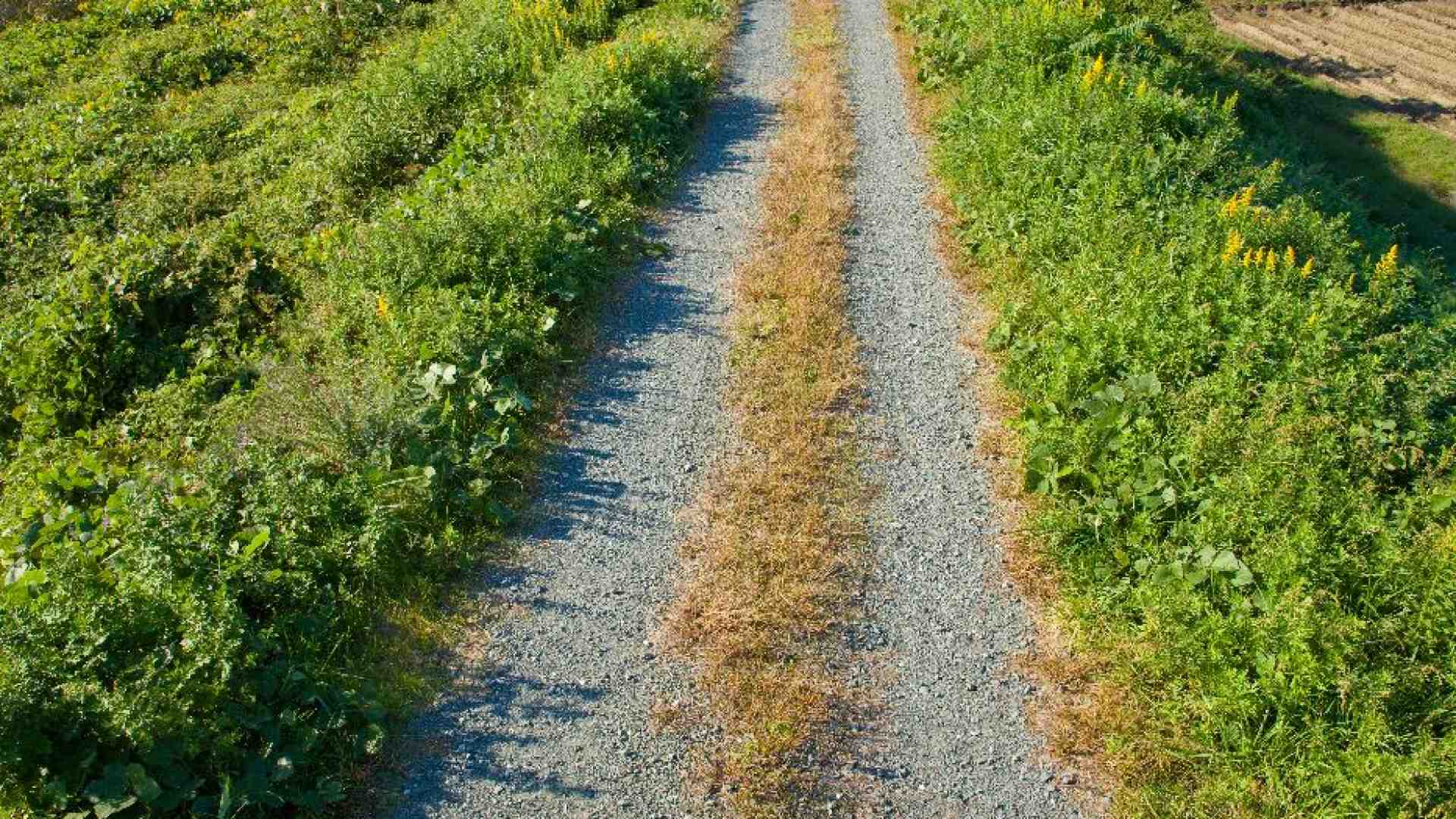Immagine di «Cosa vuoi conoscere?». La domanda che segna la strada