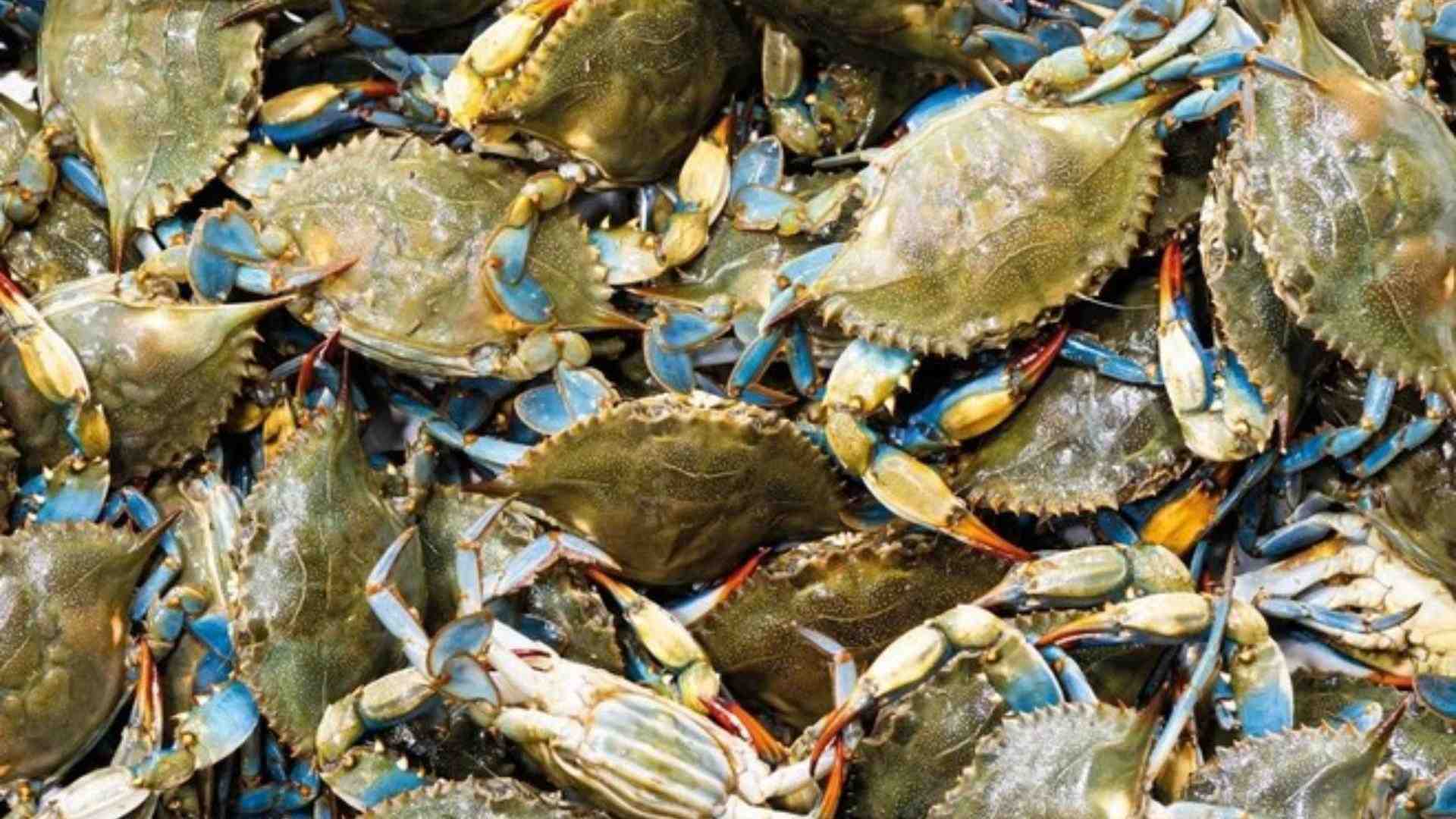 Immagine di Granchio blu, vendite in aumento del 42%, ma calano i guadagni