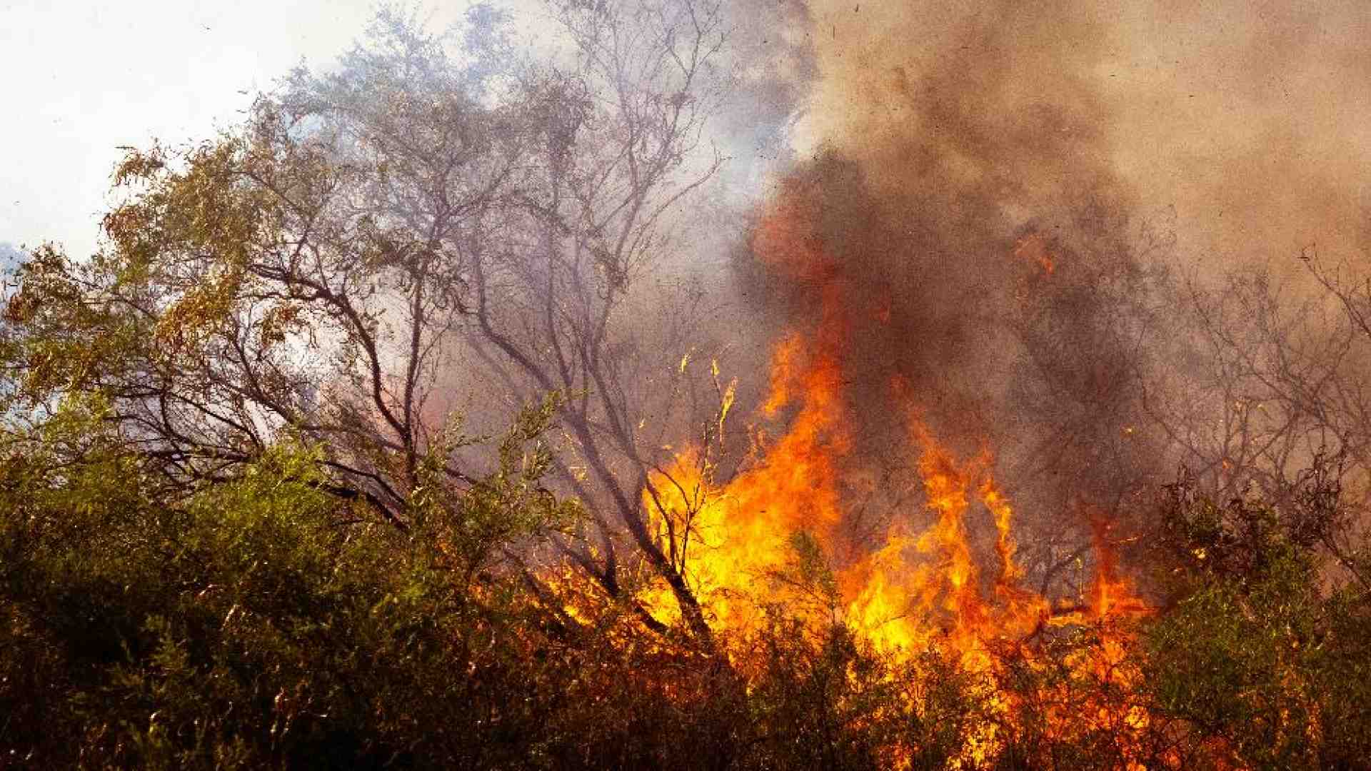 Immagine di Il Sud devastato dagli incendi. I vescovi: «È odio verso il Creato»