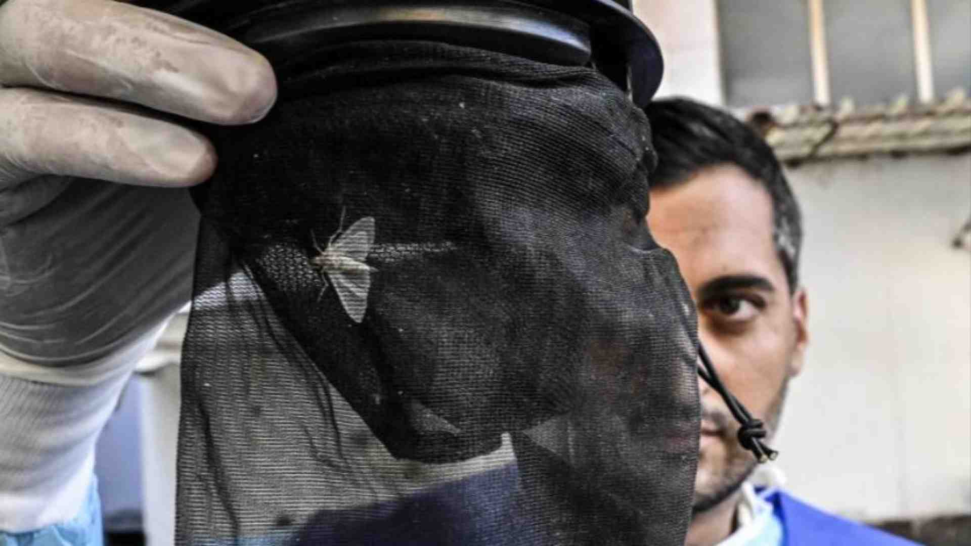 Immagine di Vaia: «Sul West Nile nessun allarme. Pandemie, che errore isolarci»