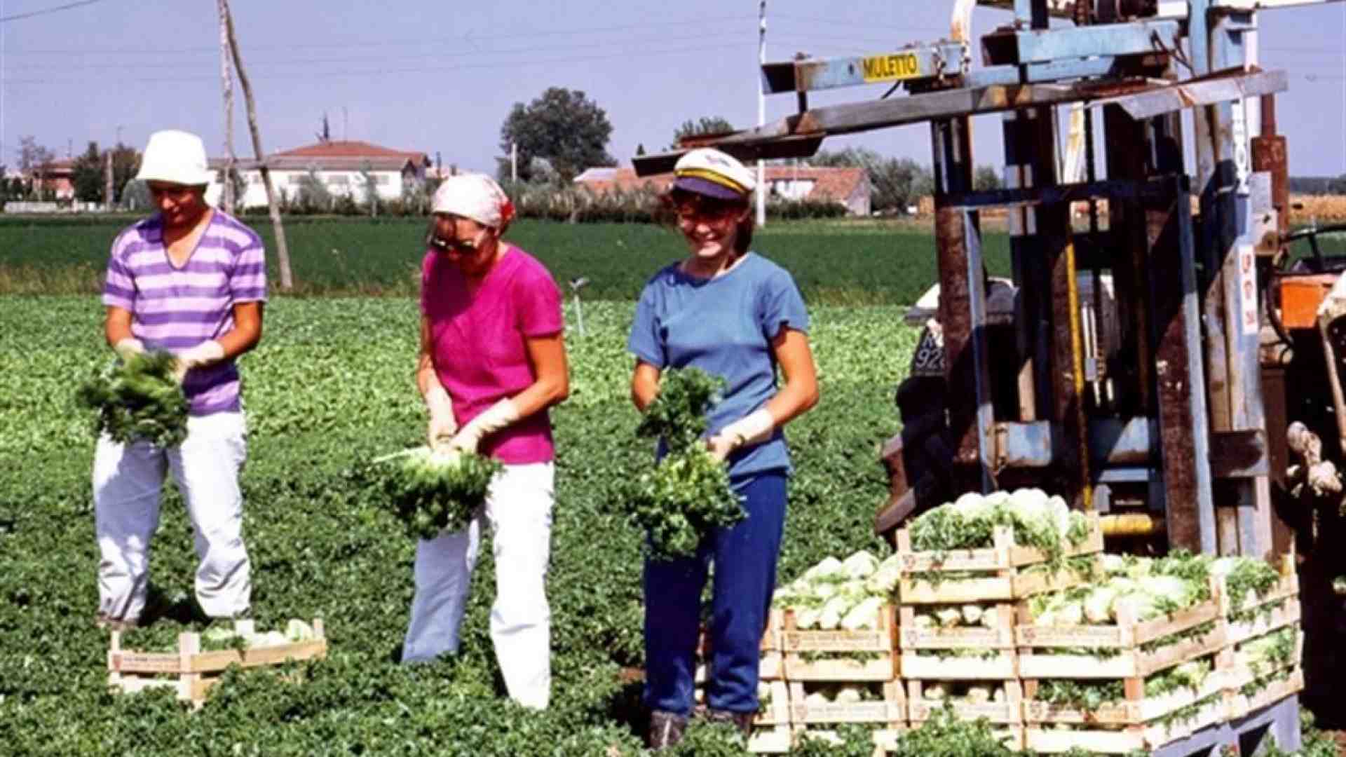 Immagine di Al via il X bando di "Coltiviamo agricoltura sociale"