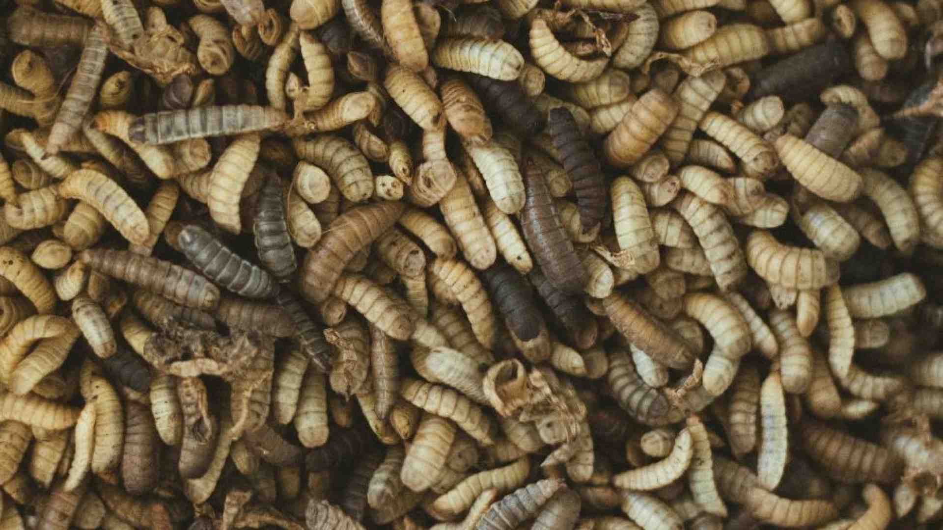 Immagine di Un banchetto di larve di mosca: la sorprendente dieta dei Neanderthal