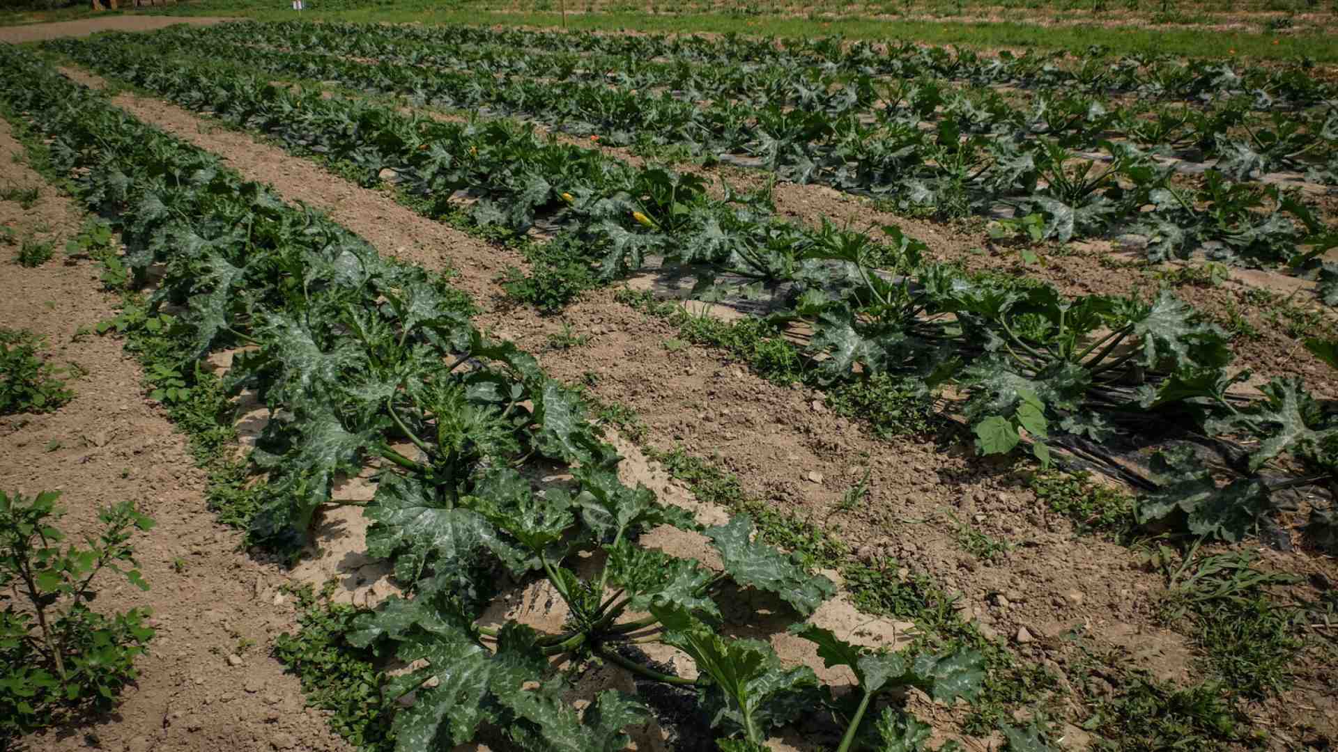 Immagine di Il biologico è una superstizione insostenibile, aboliamolo