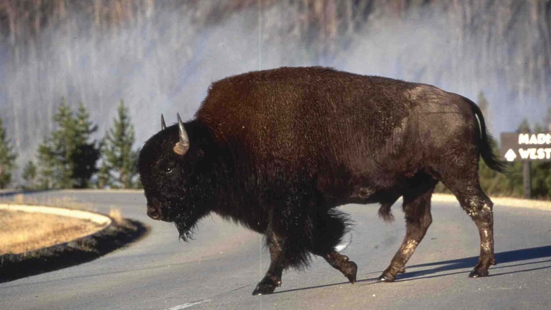 Immagine di Entusiasmarsi per l'America profonda