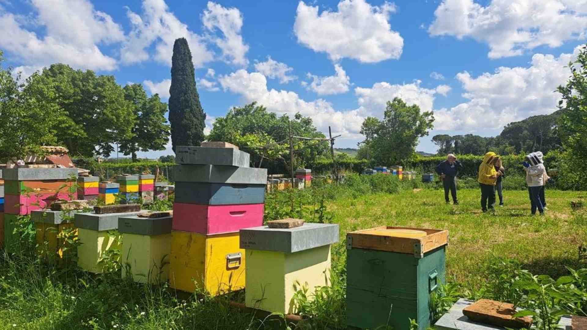 Immagine di Macerata, in viaggio seguendo il ronzio delle api