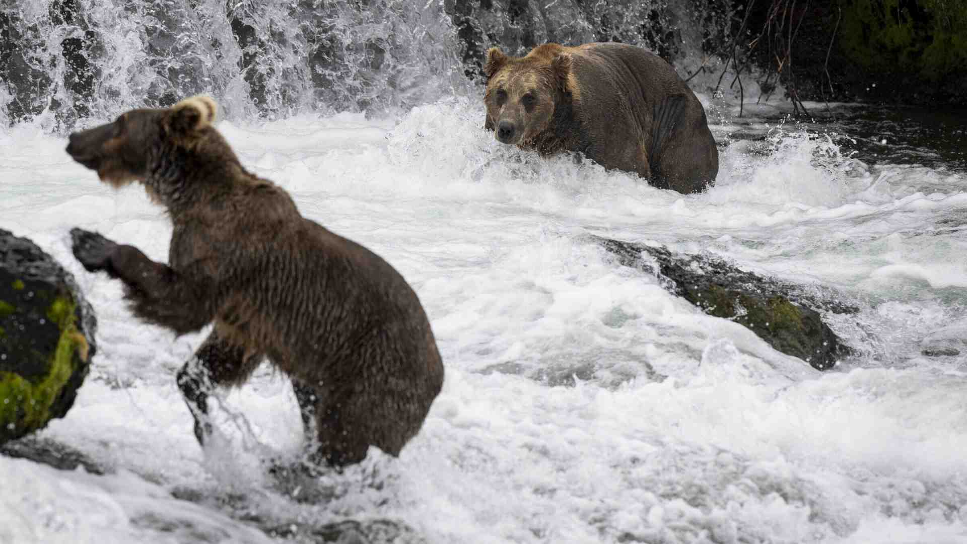 Immagine di La natura inospitale e feroce dell’Alaska di Herzog. Con gli orsi. Un monito